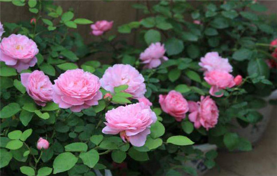 三要澆，三不澆