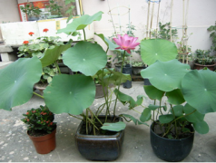 種荷花的方法:盆底先放入3—4厘米厚疏松泥土