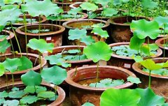 盆栽關(guān)鍵技術(shù)-荷花盆栽怎么種植 品種如何選擇