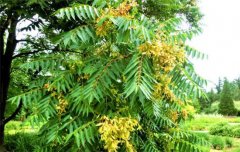 香椿栽培－如何采種、育苗及栽后管理