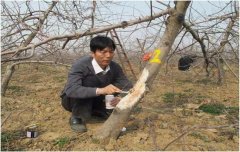 四種蘋果樹主要病害防治要點(diǎn):蘋果樹腐爛病等