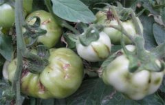 番茄病蟲害防治：番茄病毒病、青枯病等