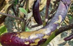 茄子病蟲(chóng)害防治：茄子綿疫病、褐紋病、地老虎