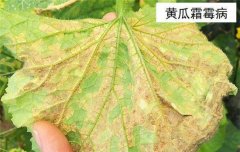 黃瓜病蟲害防治：黃瓜霜霉病、白粉病、紅蜘蛛
