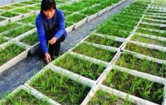 韭菜種植和管理的步驟：育苗、定植與田間管理