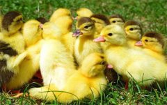 不同日齡的鴨子飼養(yǎng)管理的要求不同，你知道嗎