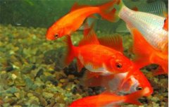 金魚的種類可分為草金魚、龍睛魚、文魚和蛋魚