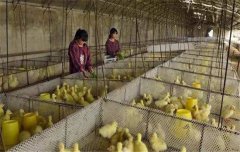 鵝飼養(yǎng)管理要求：雛鵝、小鵝、中鵝的飼養(yǎng)管理