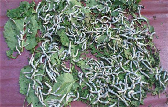 保溫、保濕、保苗