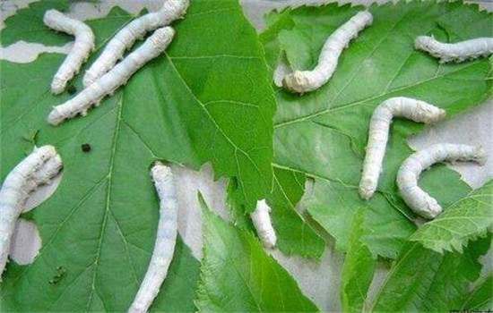 精選良桑，看蠶喂桑