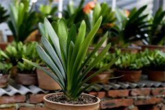 君子蘭常見(jiàn)栽培品種有哪些？