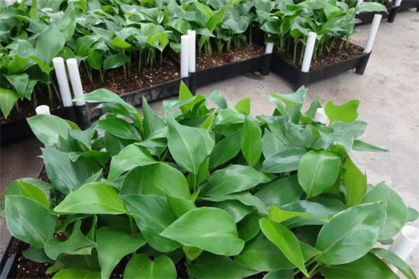 盆栽鶴望蘭如何培養(yǎng)土