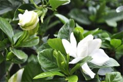 盆栽梔子花好養(yǎng)嗎？告訴你梔子花盆栽怎樣養(yǎng)殖