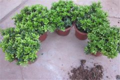 米蘭盆栽怎么養(yǎng),為你講解盆栽米蘭的關(guān)鍵技術(shù)