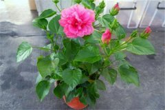 扶桑盆栽關(guān)鍵技術(shù) 重點解析盆栽扶桑花如何修剪