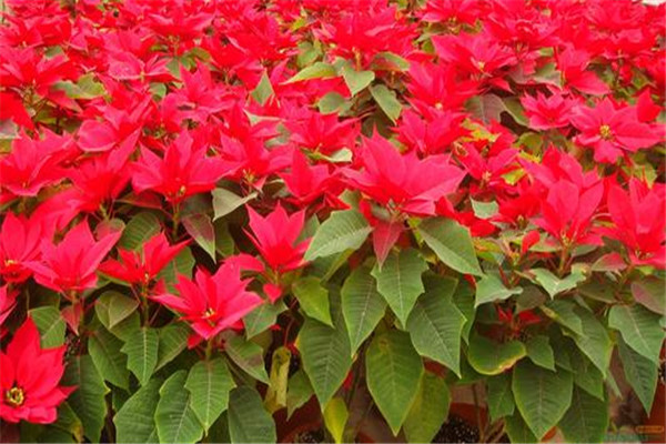 一品紅的病蟲(chóng)害及防治