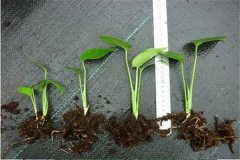 盆栽龜背竹花怎么養(yǎng)？龜背竹盆栽技術(shù)要點(diǎn)