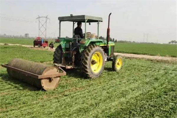 適時(shí)鎮(zhèn)壓，控旺促壯