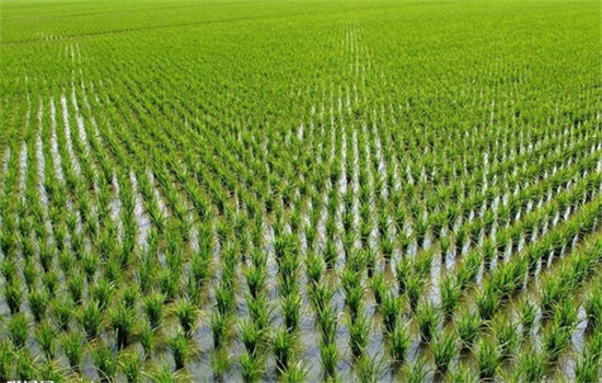 適時(shí)播插，培育壯秧