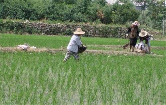 配方施肥，增施磷、鉀、肥