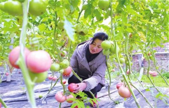 把握好早、中、晚熟品種的搭配