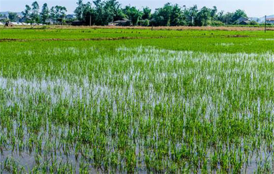對(duì)氮、磷、鉀的需求量