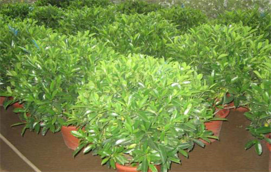 非洲茉莉的水分管理