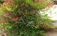 南天竹怎么養(yǎng)殖？告訴你南天竹是喬木還是灌木