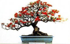 火棘如何盆栽？講述火棘種植的那些細節(jié)問題