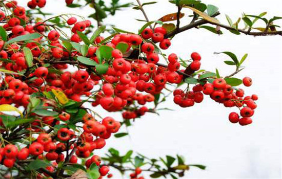 盆栽火棘的病蟲害防治