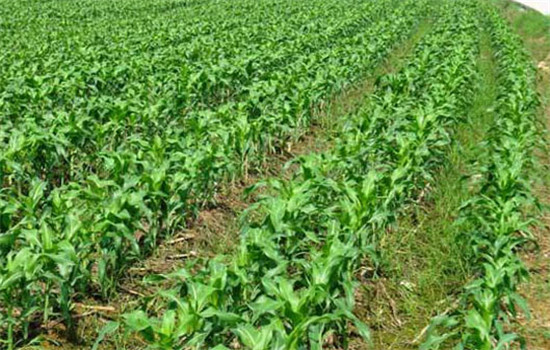 協(xié)調(diào)畝穗數(shù)、穗粒數(shù)和粒重的關(guān)系