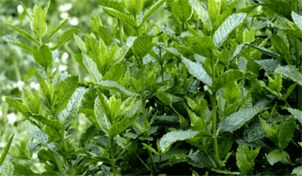 留蘭香的栽培管理