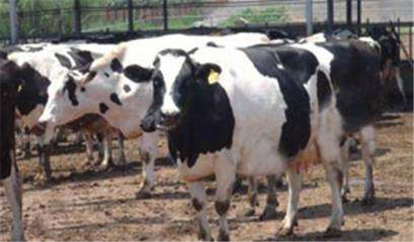 選購奶牛，重視質(zhì)量