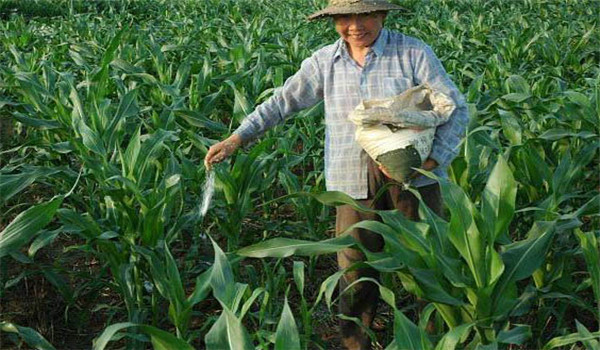 重施磷肥、巧施穗肥