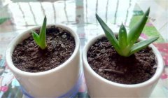 蘆薈怎么養(yǎng)才長得好、才能更旺盛？