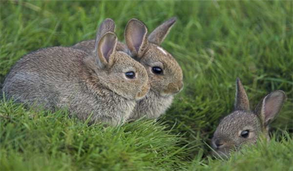 飼養(yǎng)家兔注意事項(xiàng)