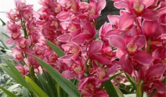 大花蕙蘭什么時候開花，如何養(yǎng)護(hù)與管理