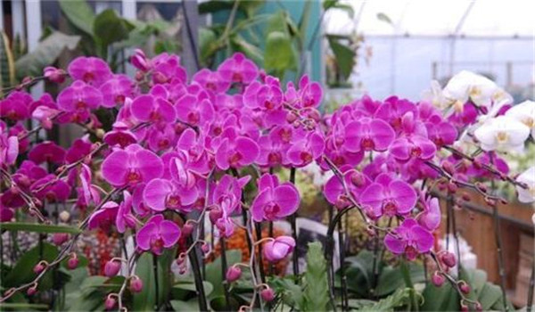 蝴蝶蘭的澆水方法