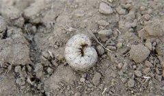 地老虎的防治辦法、習(xí)性與為害特點(diǎn)