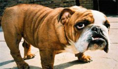 斗牛犬怎么訓練定點大小便，如何正確飼養(yǎng)？