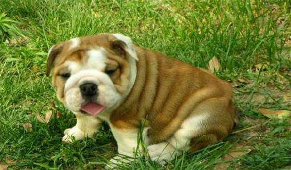 沙皮狗的種類(lèi)