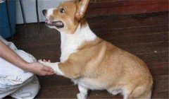 怎么訓練狗狗臥下？犬“臥下”動作的調教方法