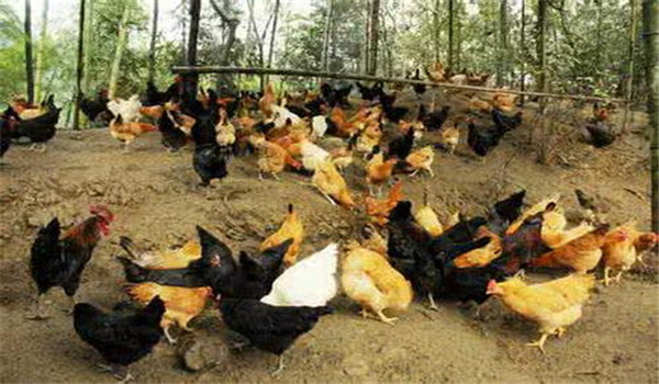 減少鈣、磷供應(yīng)