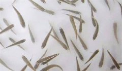 魚(yú)苗放養(yǎng)密度多少合適，需注意什么？
