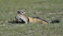 艾虎養(yǎng)殖技術(shù)：飼養(yǎng)艾虎對環(huán)境有哪些要求？