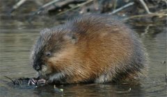 怎樣防治麝鼠巴氏桿菌?。? /></a>
            <a href=