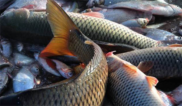 適合輪捕的魚類品種