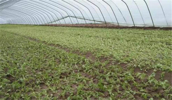 施肥、整地、定植