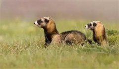 艾虎在不同時(shí)期對(duì)飼料有何要求？