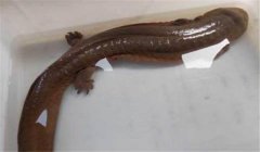 娃娃魚(yú)可以吃嗎？人工養(yǎng)殖的娃娃魚(yú)可以吃喲！